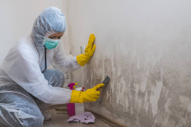 Best Office Mold Removal Services  in Butner, NC