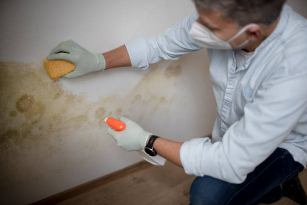 Best Commercial Mold Removal  in Butner, NC